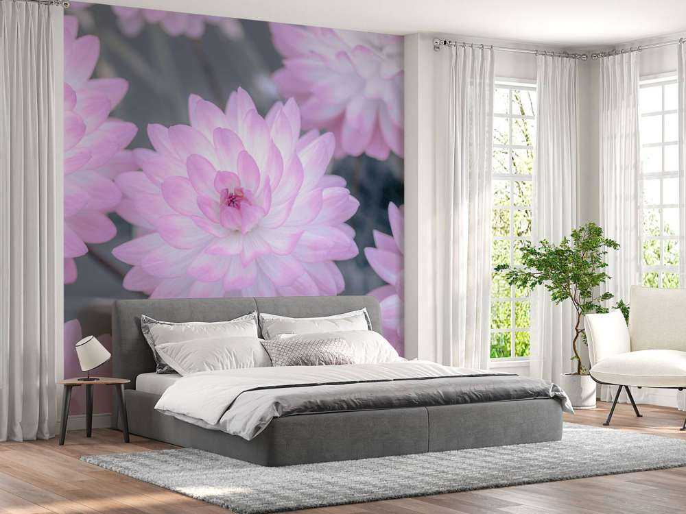Dahlia flowers pink