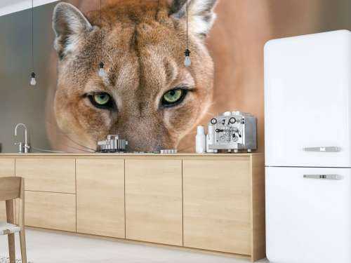 Puma close-up