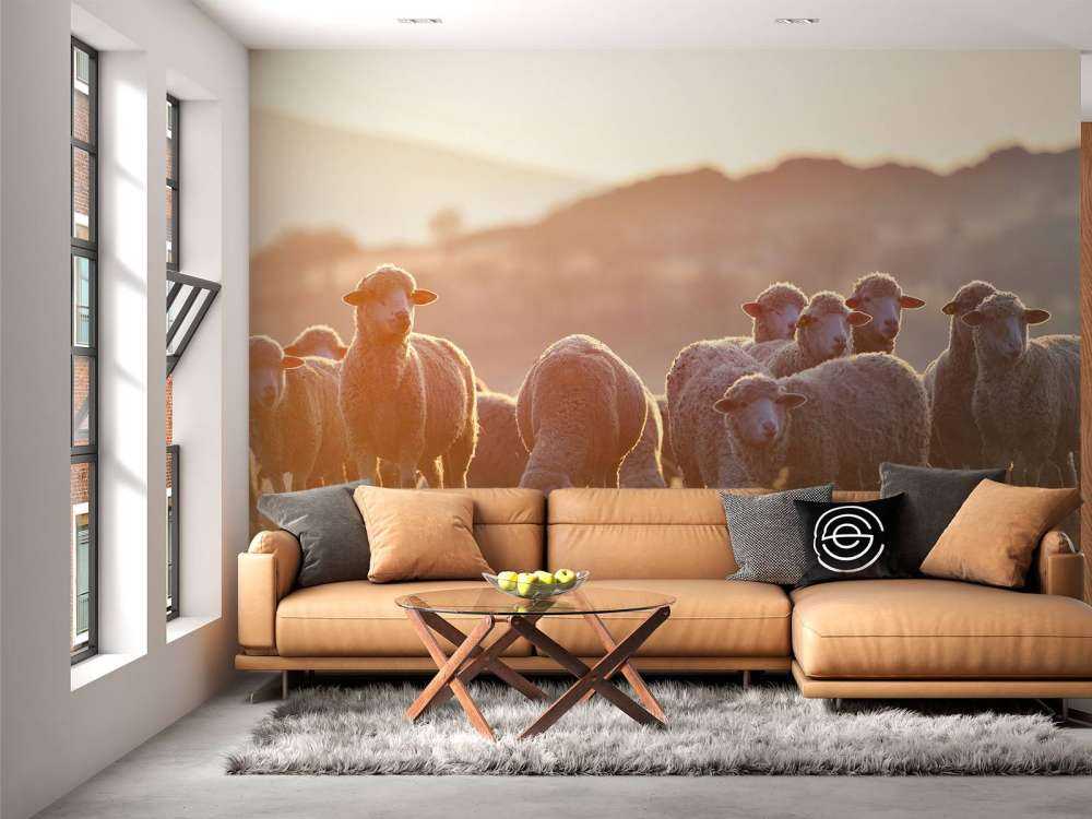 Looking up sheep