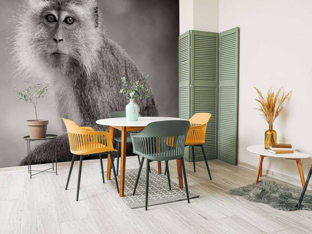 Schattig aapje in zwart-wit