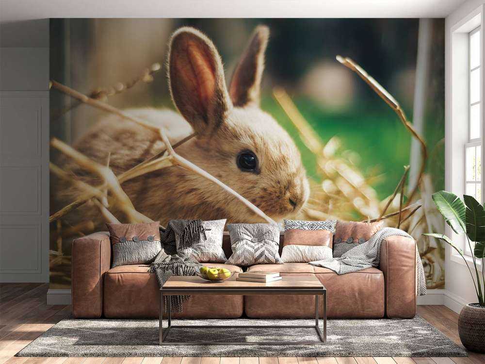 Rabbit in straw