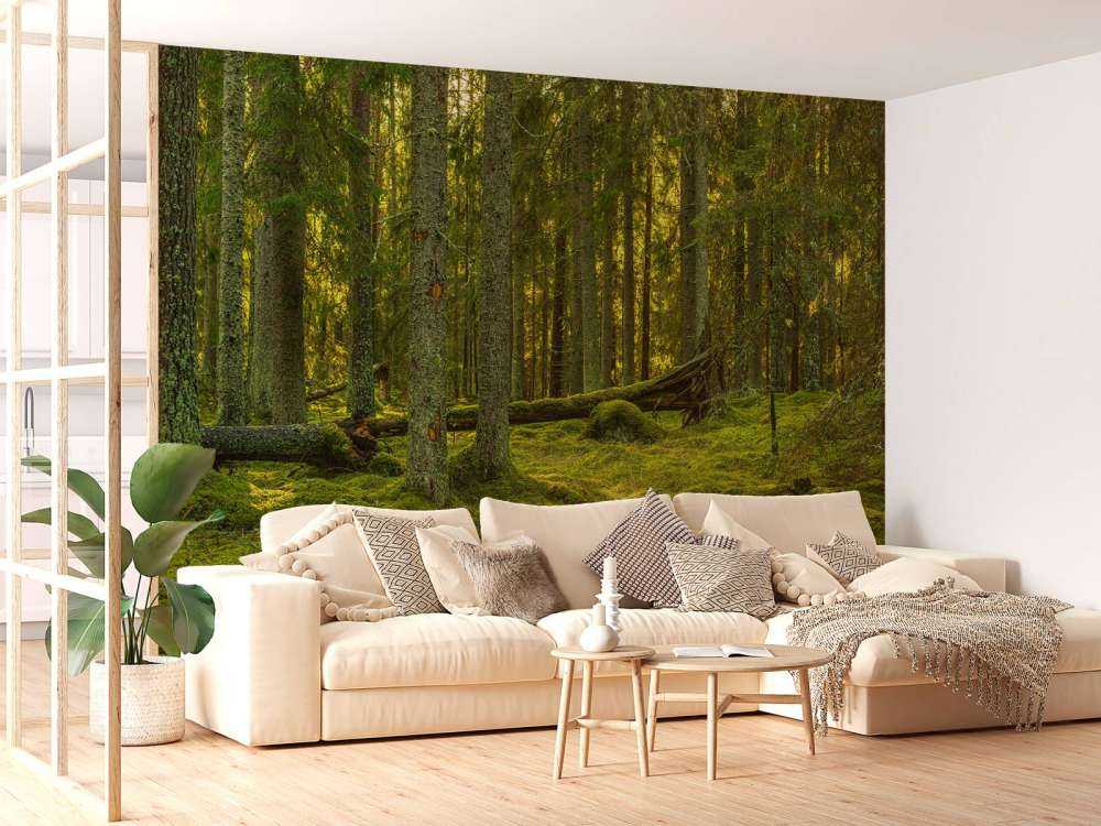 Green pine forest