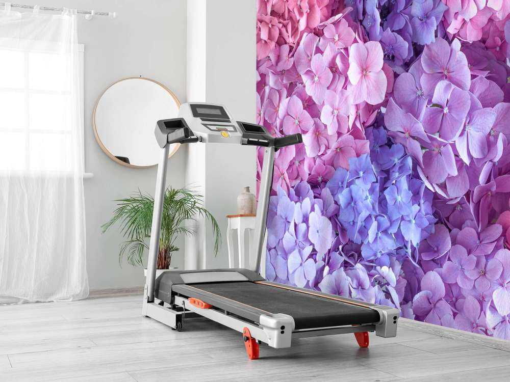 Colorful hydrangeas