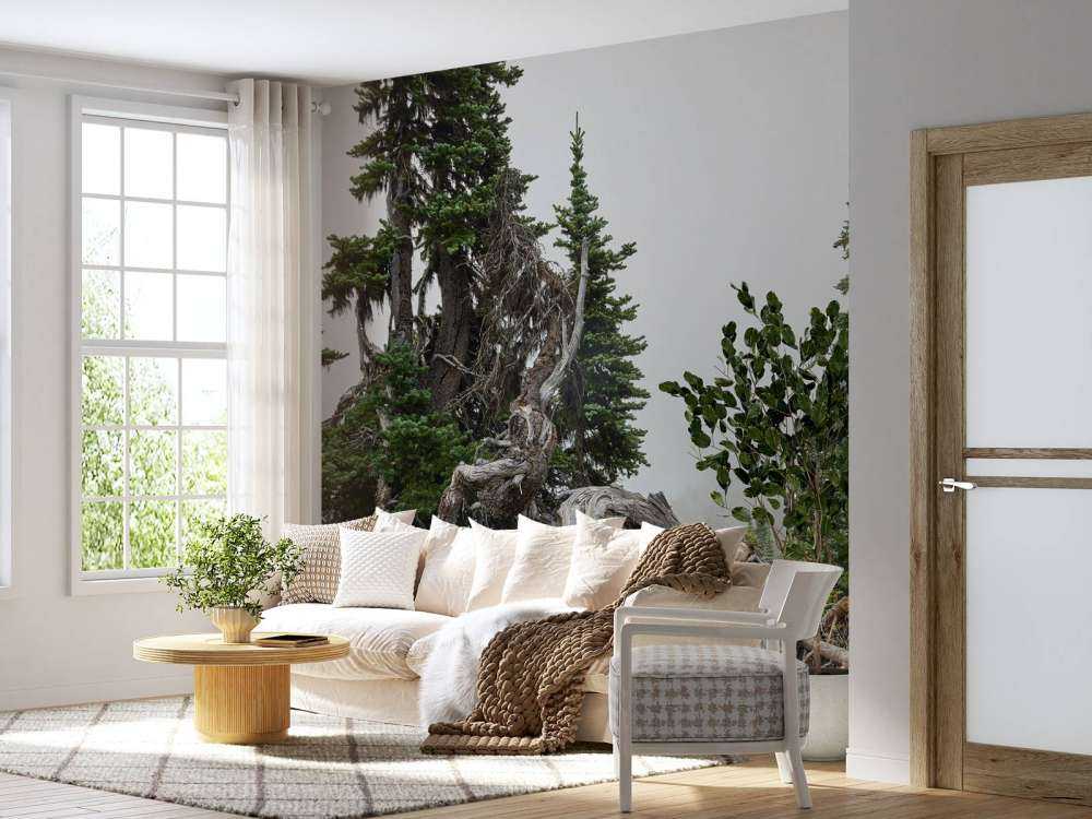Trees and old trees 