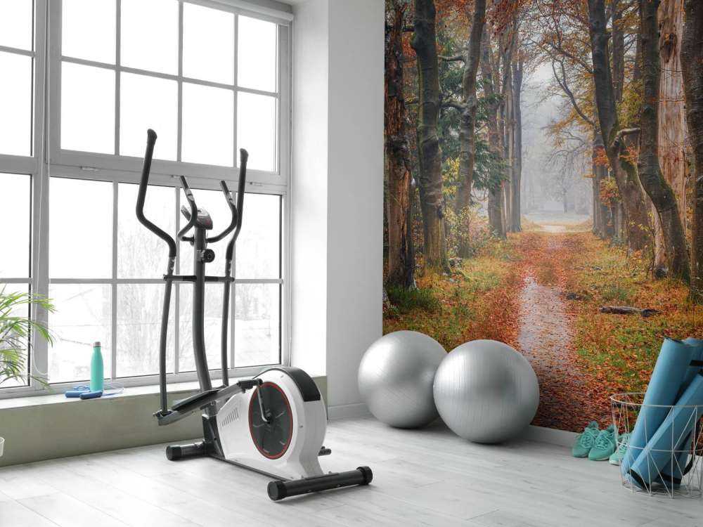 Forest path with old trees