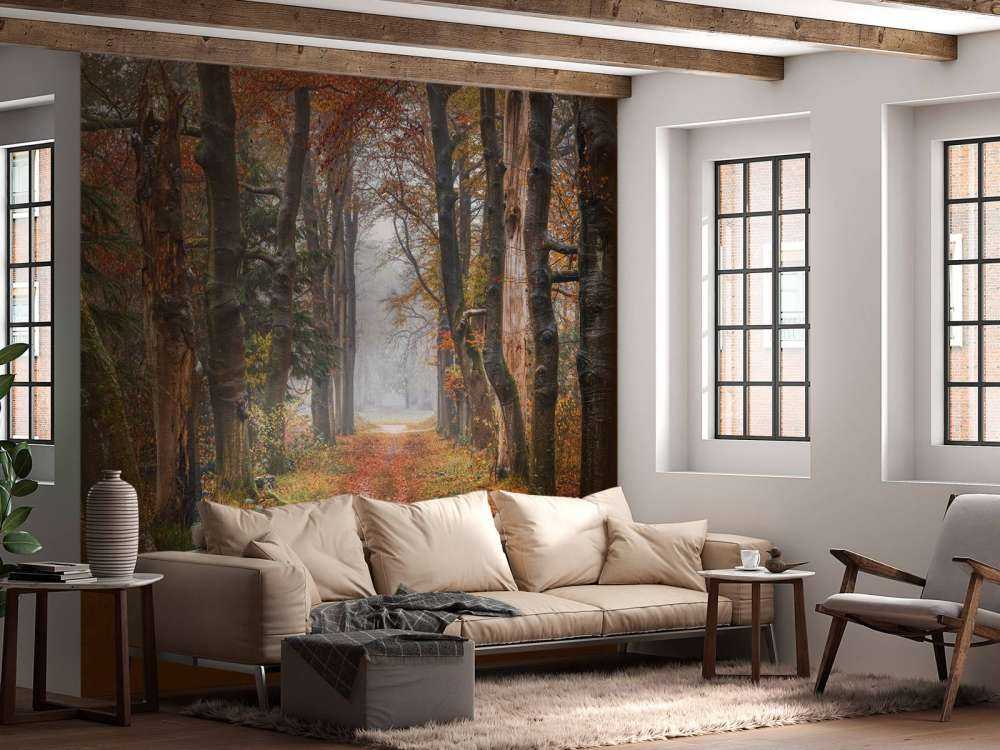 Forest path with old trees