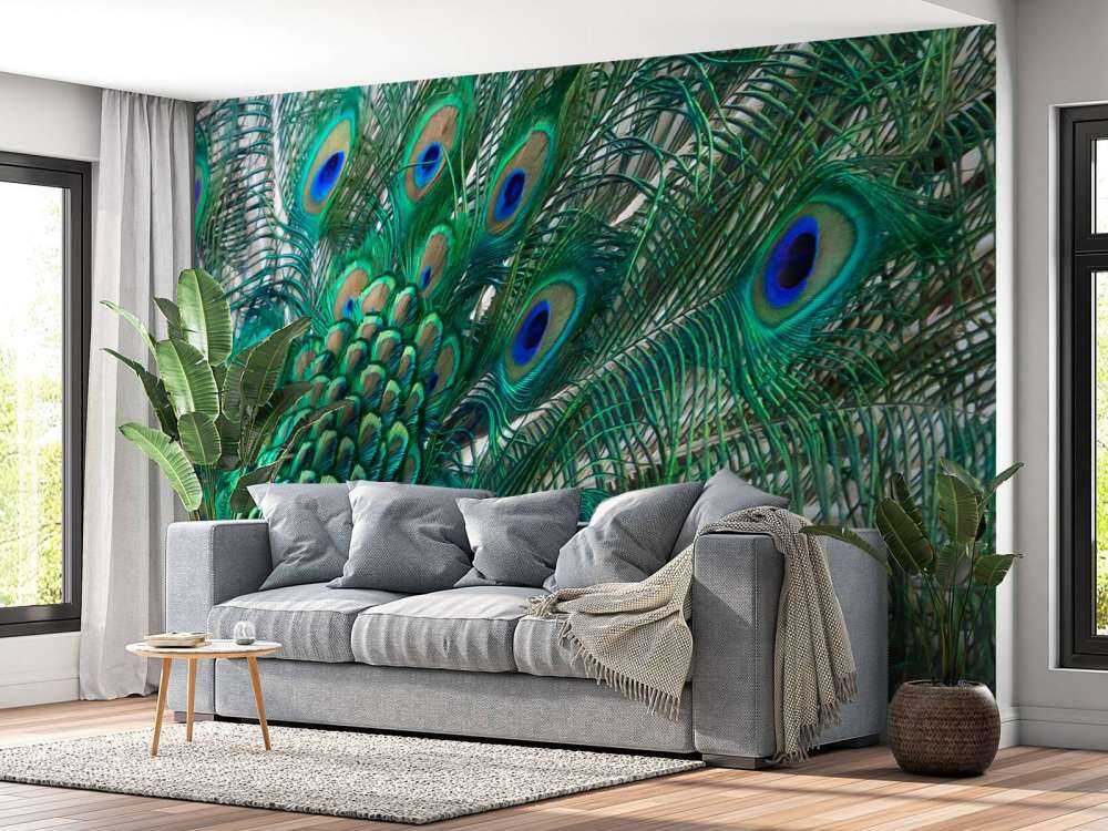 Colored plumage of a peacock