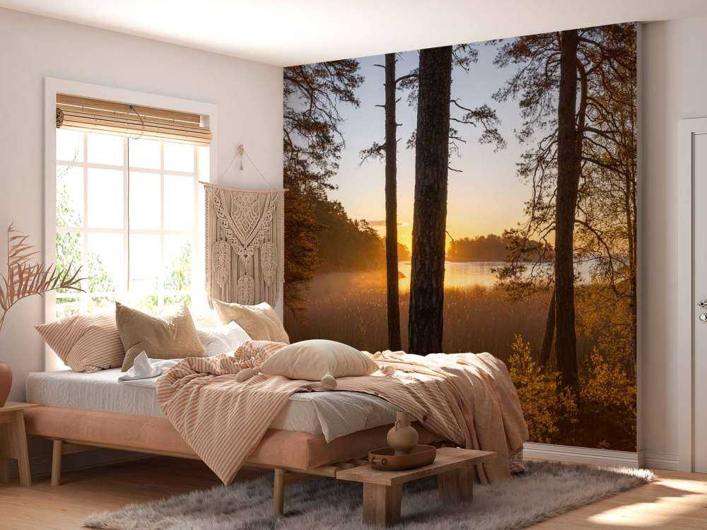 Forest during sunset