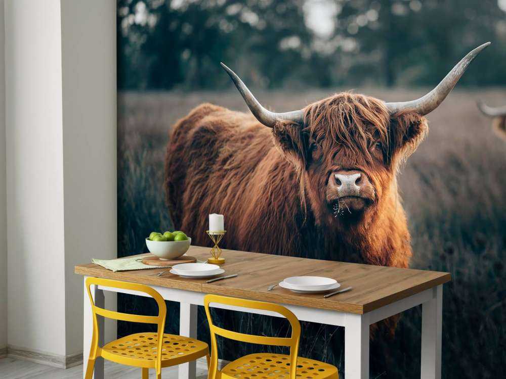 Scottish highlander close-up