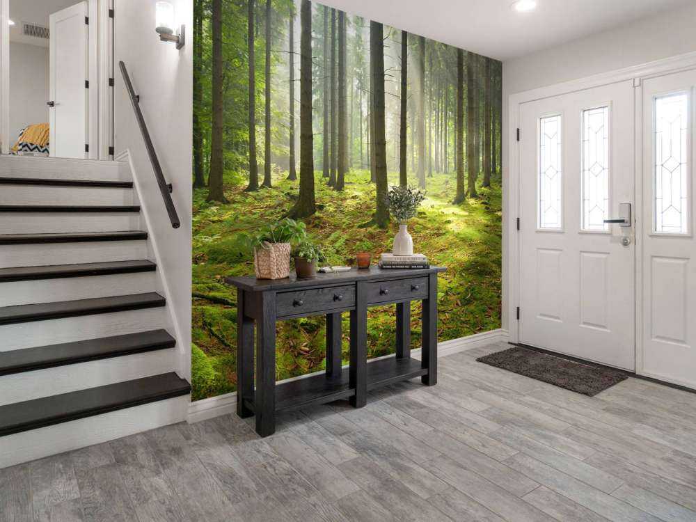 Spruce forest with sunlight