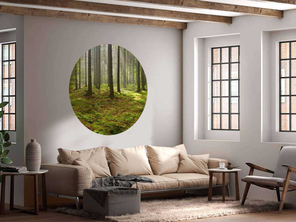 Spruce forest with sunlight