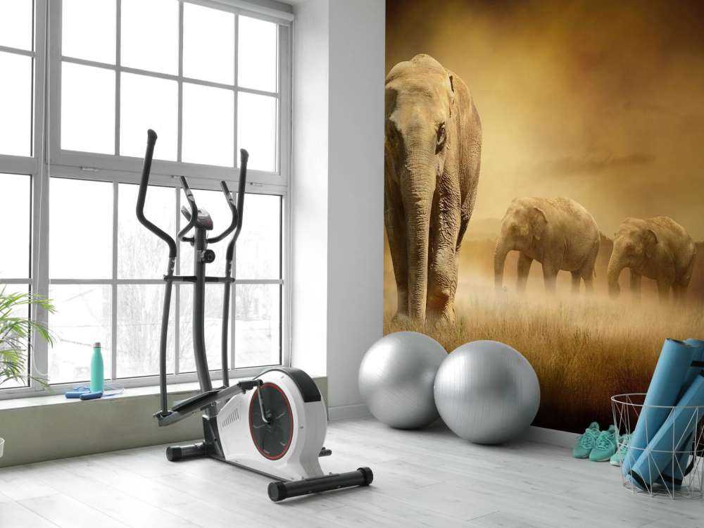 Three elephants