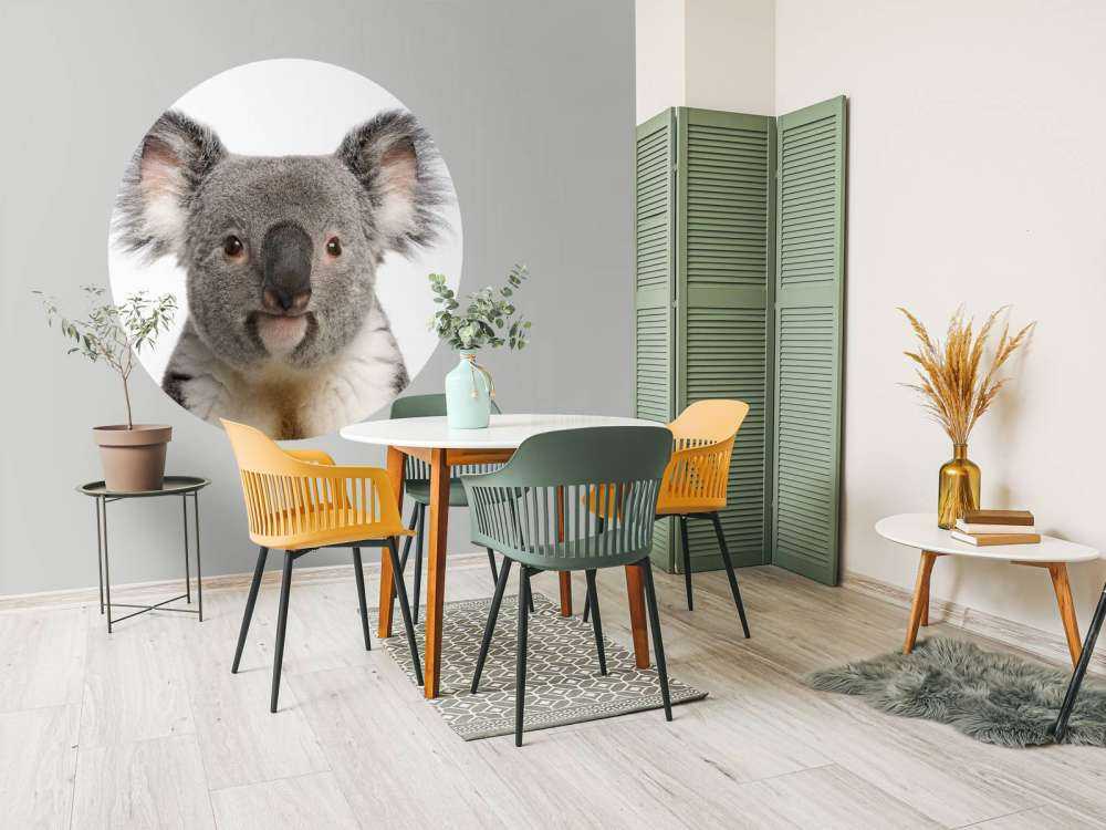 Photo of a koala