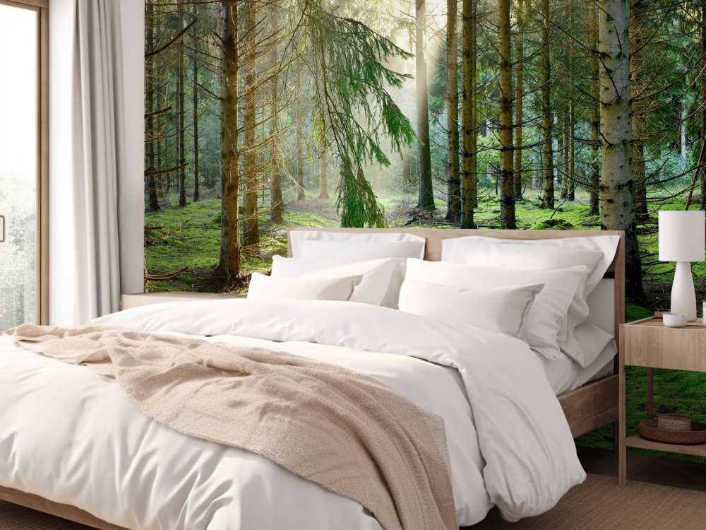 Coniferous forest in the morning sun