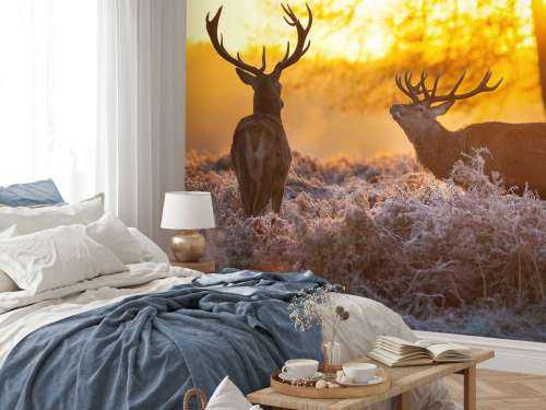 Deer at sunset