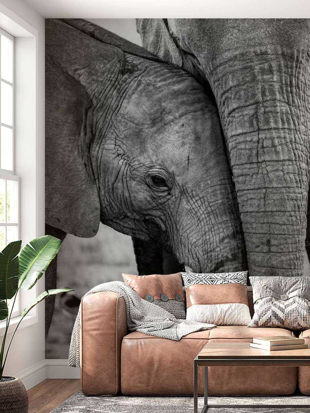 Cuddling elephants