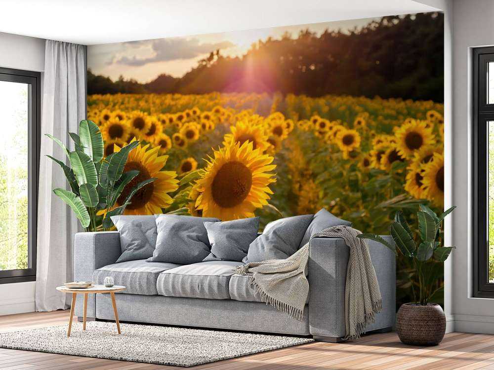 Sunflowers farm