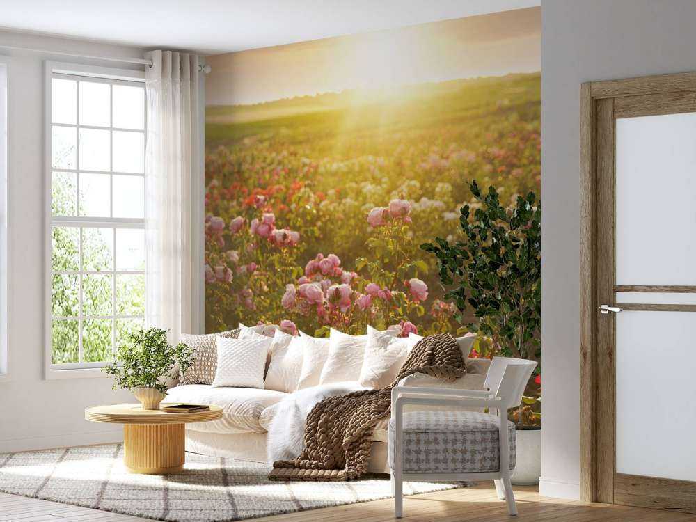 Field full of roses