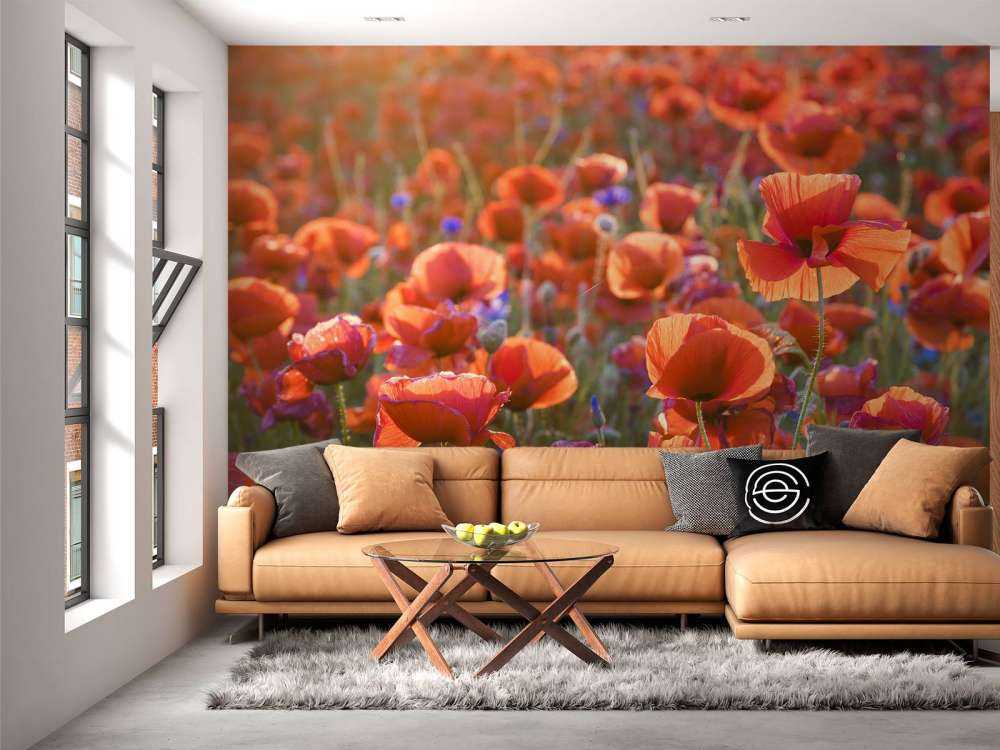 Poppies in the evening light