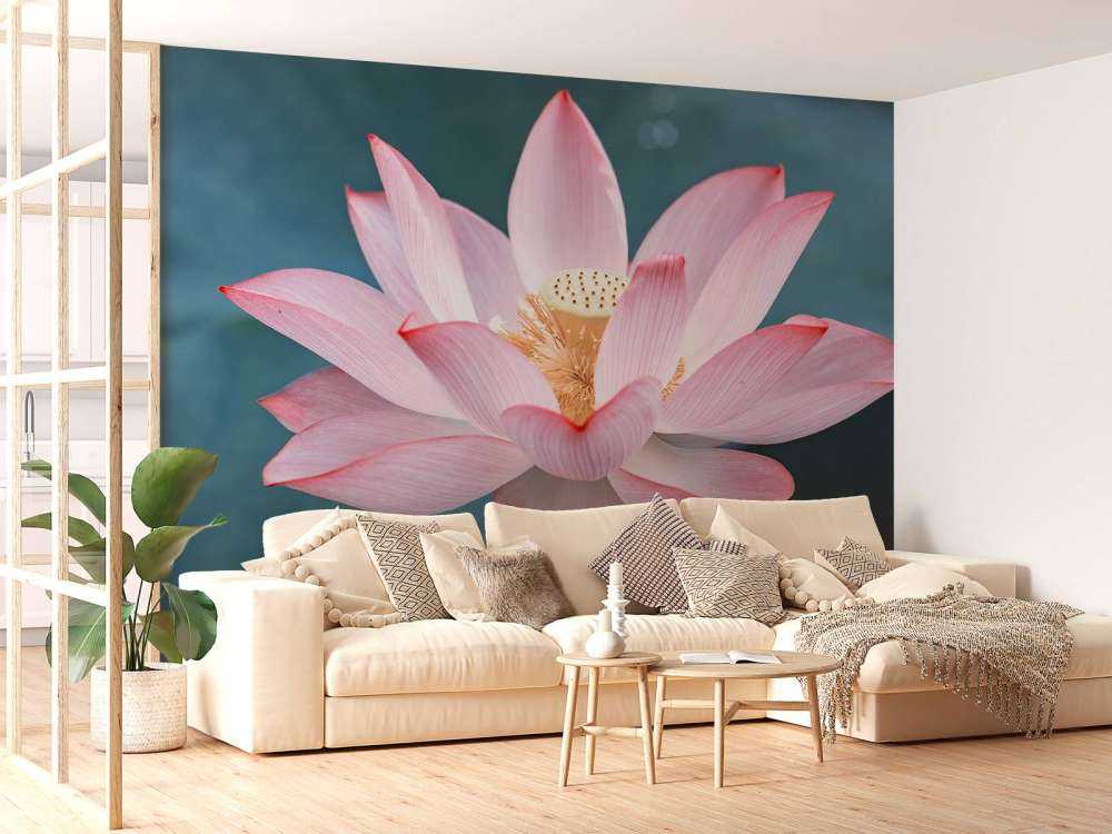 Close-up lotus flower