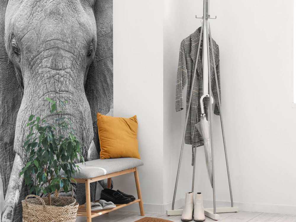 Elephant black and white