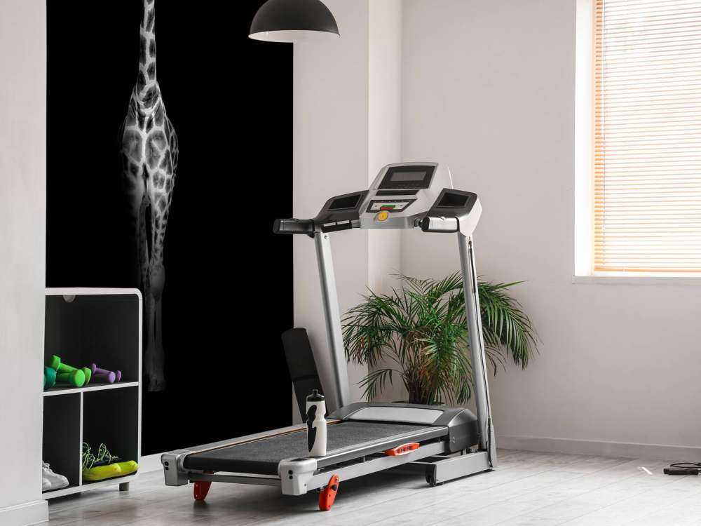 Giraffe black and white