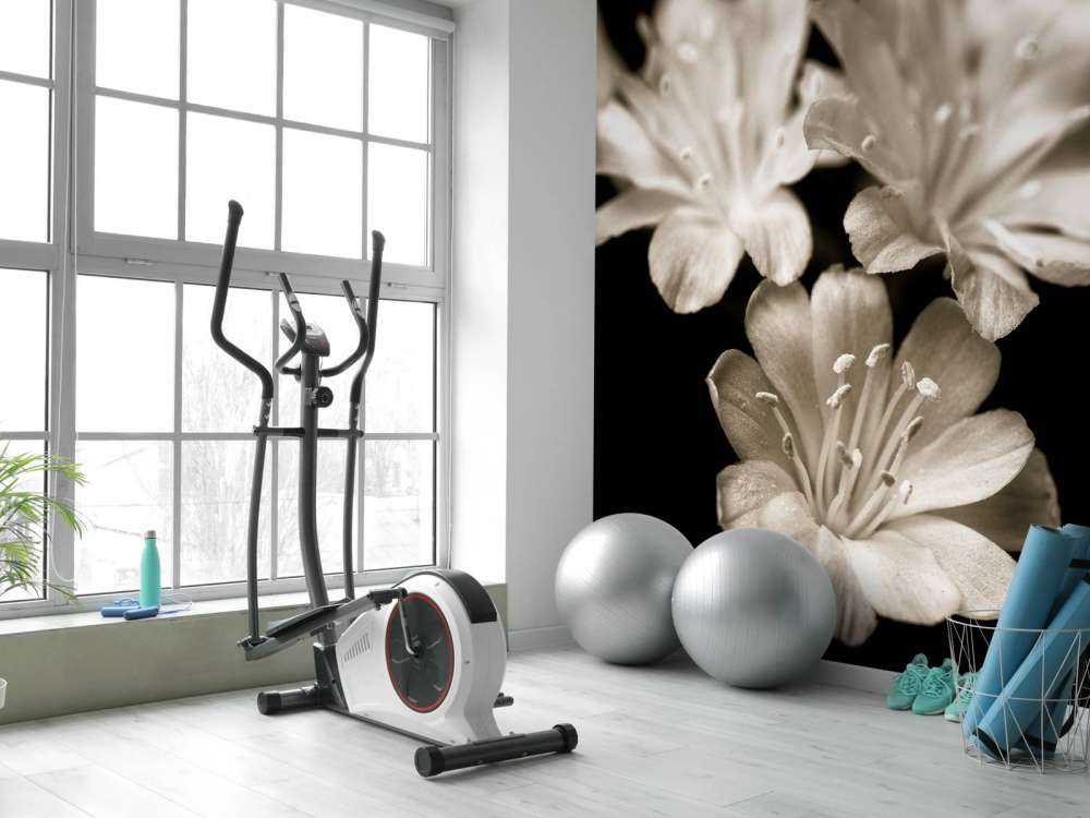 Lewisia blossom close-up