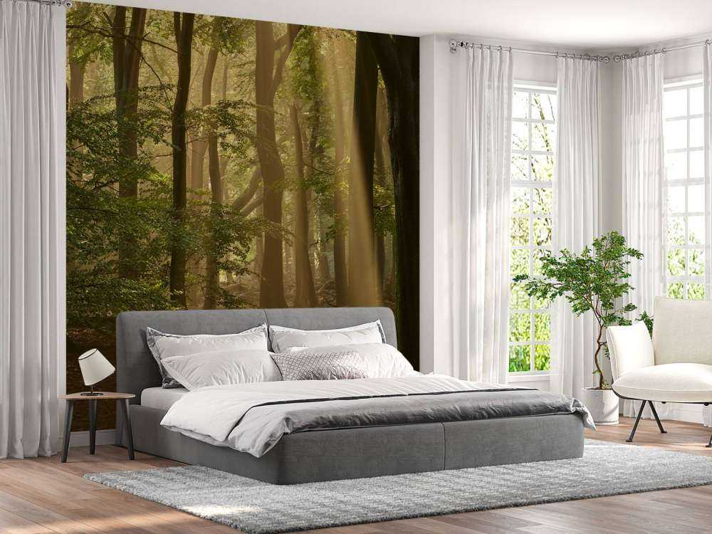 Old forest with sunharps