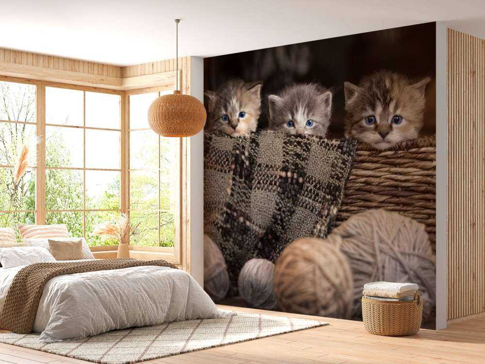 Three kittens in a basket