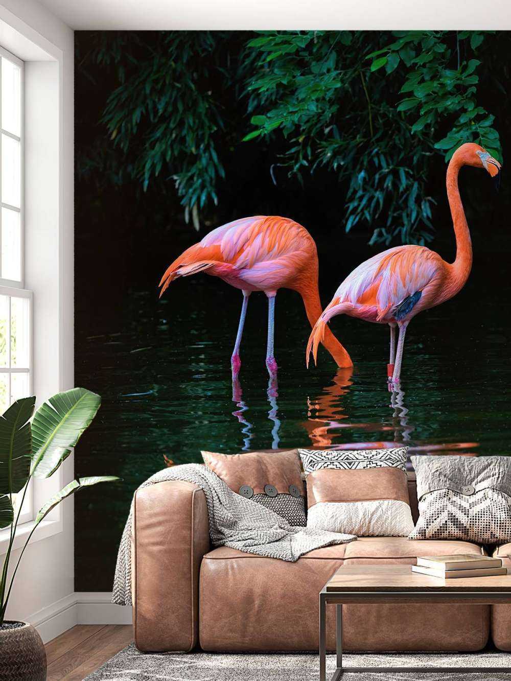 Two Caribbean flamingos