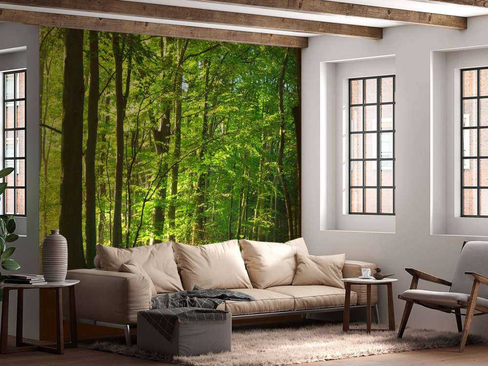 Sunny road through a forest