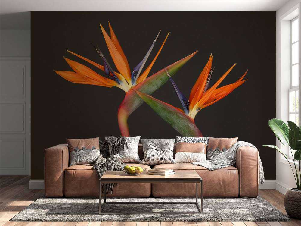 Bird of Paradise flowers