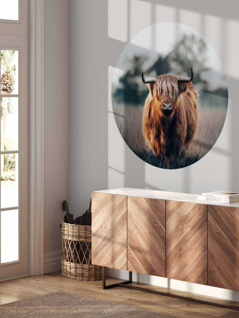 Portrait of highland cattle