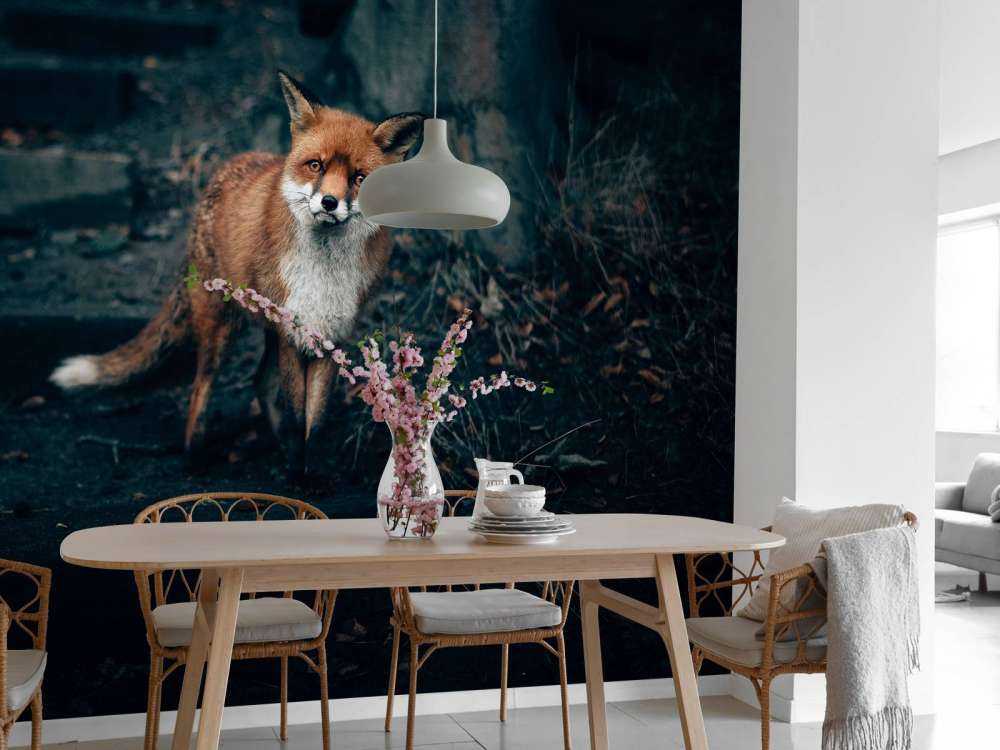 Curious fox