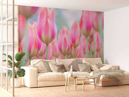 Close-up pink tulips