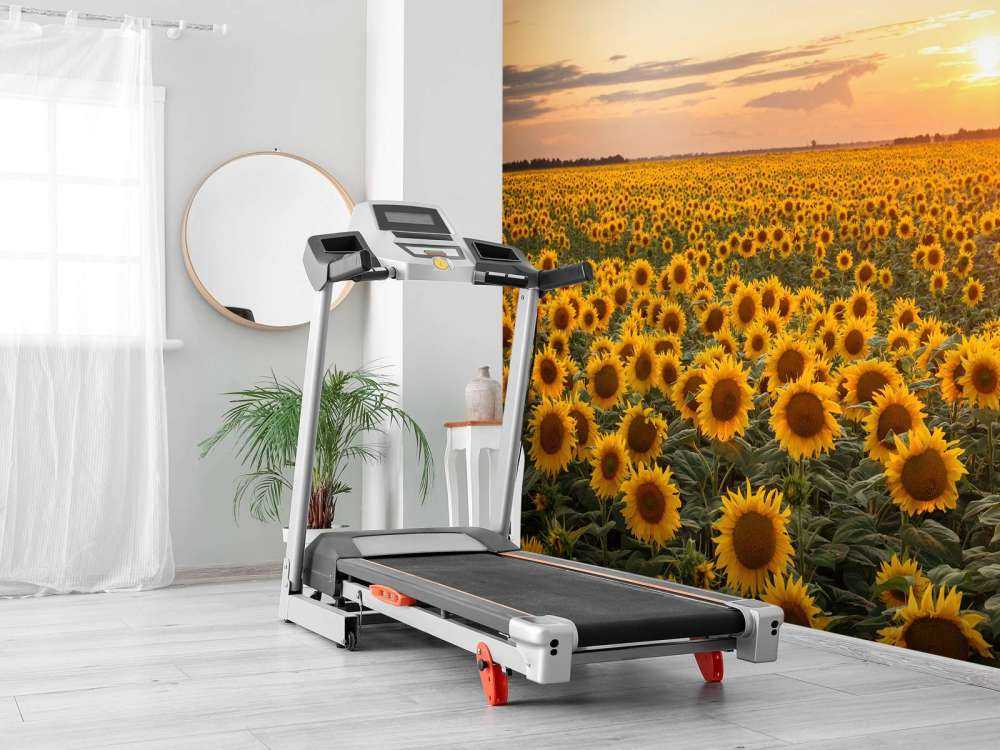 Sunflower field with sunset