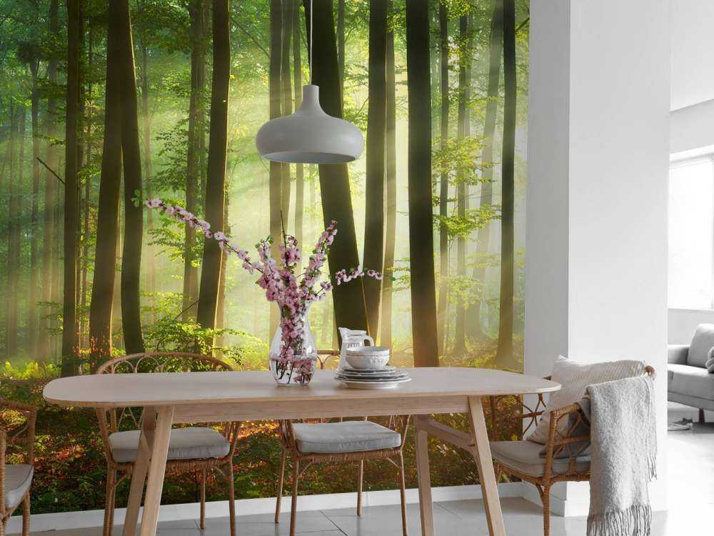 Morning sun among the trees