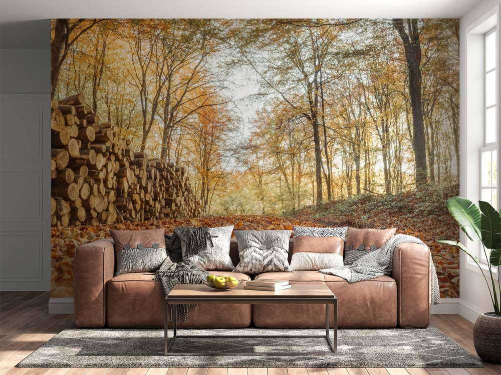 Tree trunks in autumn forest