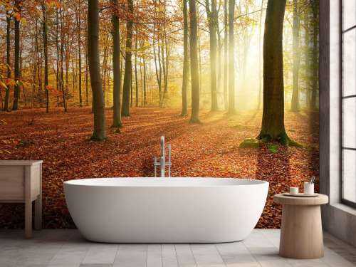 Autumn morning in forest