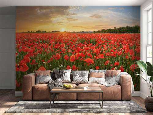 Sunset with poppies