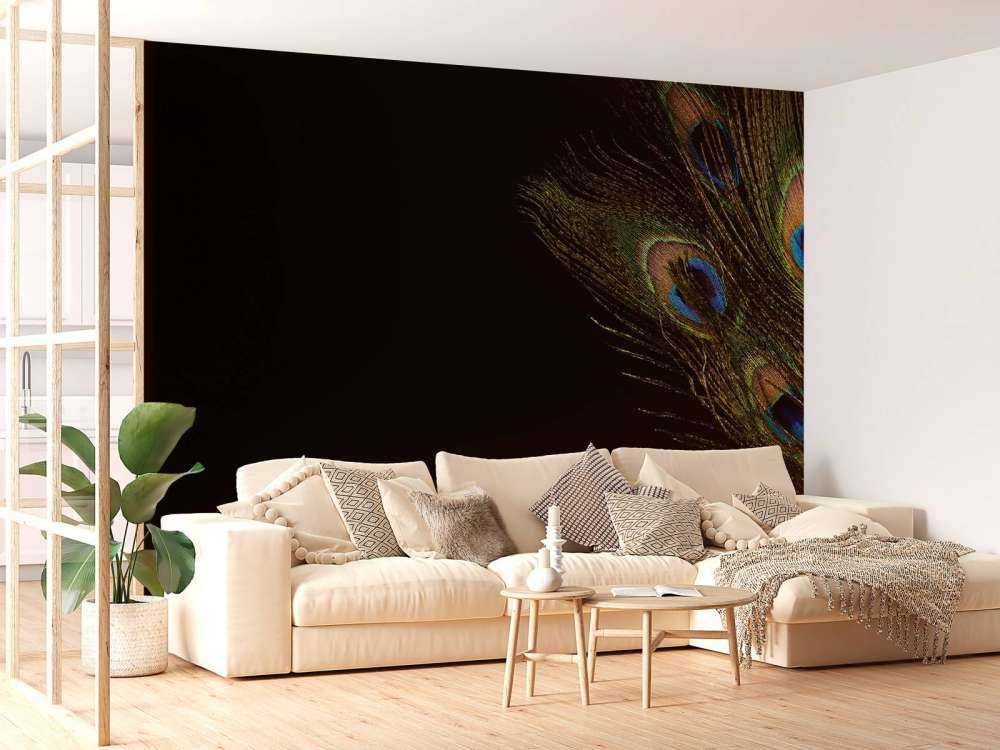 Colourful peacock feather