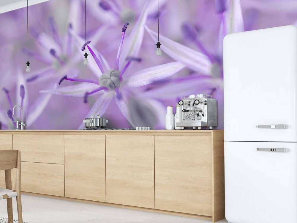 Purple allium flowers