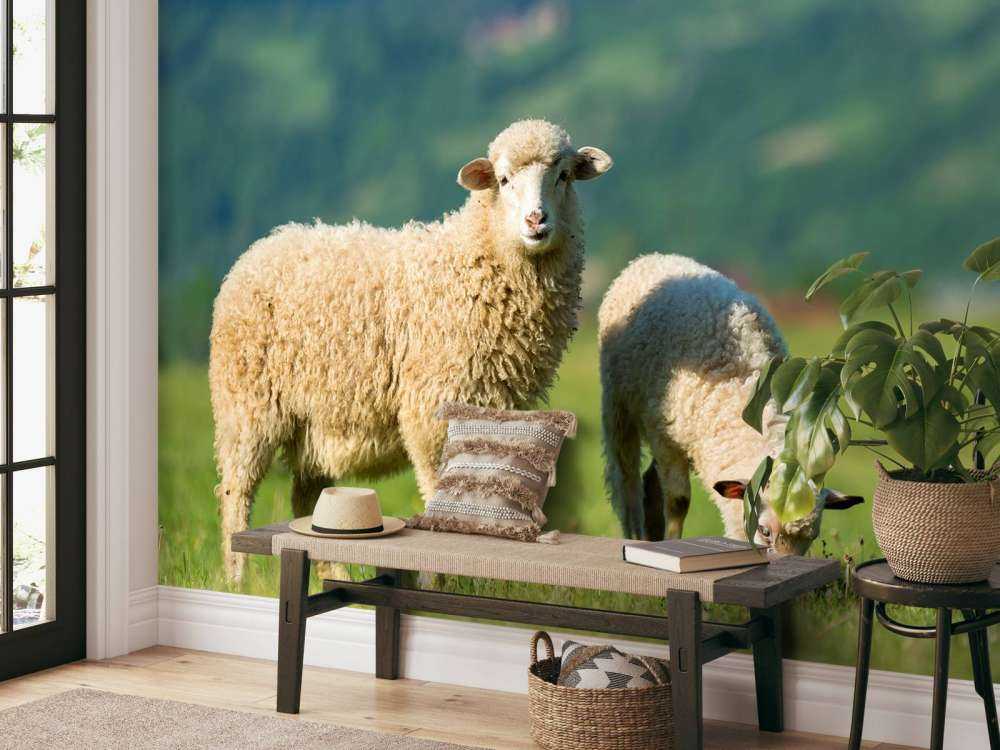 Two sheep in the pasture