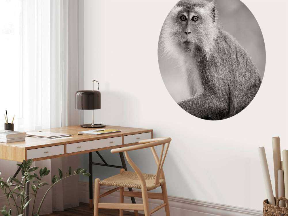 Schattig aapje in zwart-wit