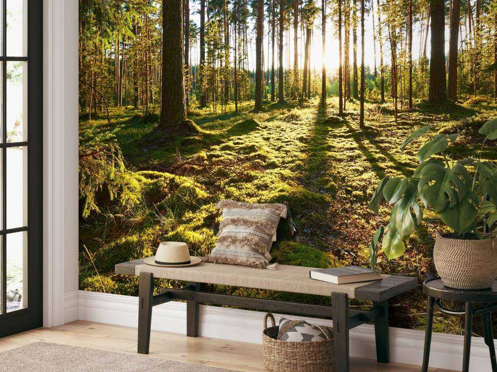 Pine forest