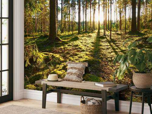 Pine forest