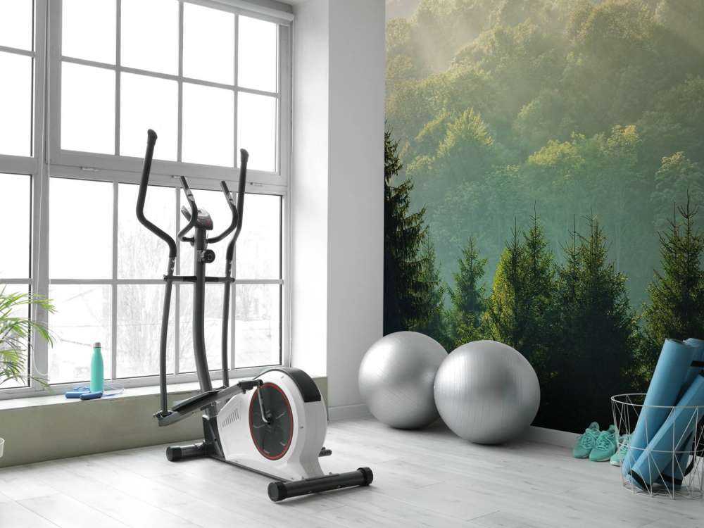 Sunbeams over the forest