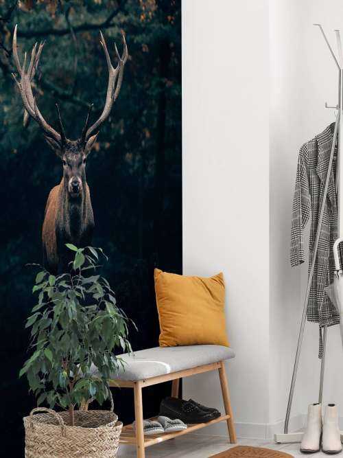 Fallow deer in the woods