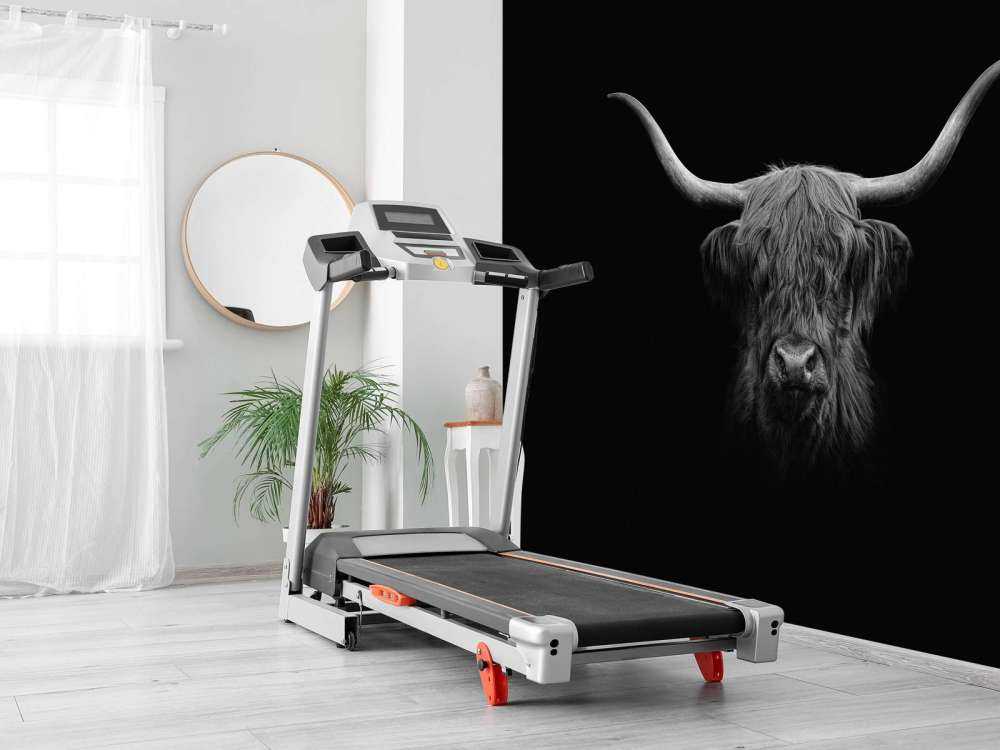Black and white Scottish Highlander