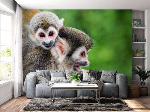 Squirrel monkeys